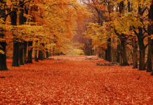Zo haal jij de herfst in huis! herfst
