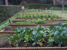 moestuin