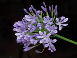 ornamental lily